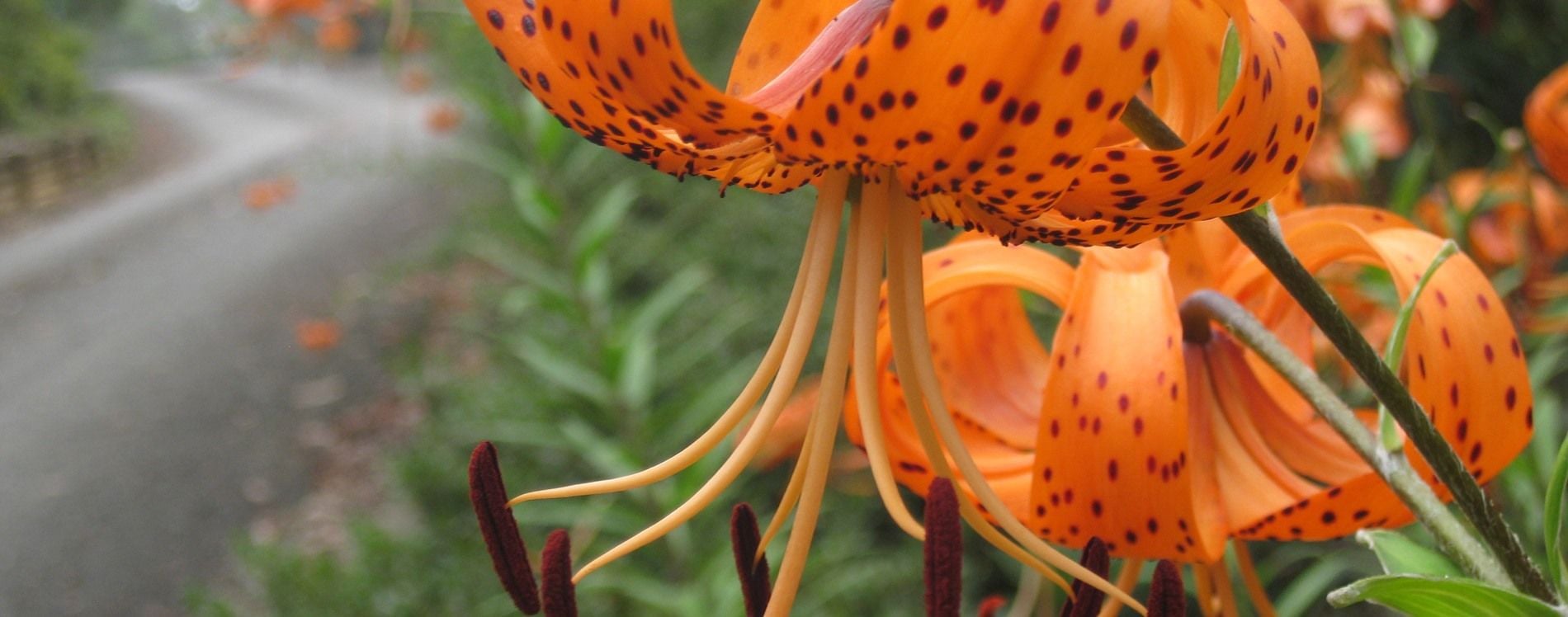 Connect Coaches Garden Tours Image -62b992a503977